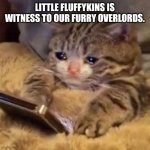Furry | LITTLE FLUFFYKINS IS WITNESS TO OUR FURRY OVERLORDS. | image tagged in crying cat on phone,furries,furry memes,politics | made w/ Imgflip meme maker
