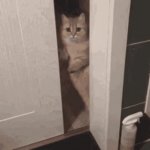 cat door close GIF Template