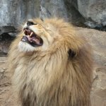 the Lion is Laughing