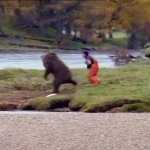 guy fighting bear GIF Template
