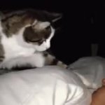 Cat tapping someone GIF Template