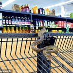 snake grocery