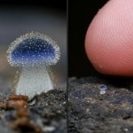 Tiny weird mushroom v finger