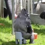 Gorilla on a comically smol chair