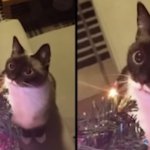 Christmas tree cat