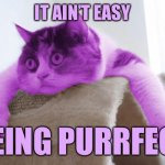 RayCat Stare | IT AIN’T EASY; BEING PURRFECT | image tagged in raycat stare,memes,raycat | made w/ Imgflip meme maker