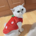 Reverse Strawberry Cat Meme Meme Generator