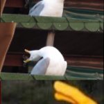 inhaling seagull shuts up template