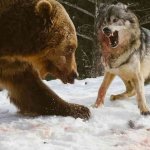 Bear vs $wulf