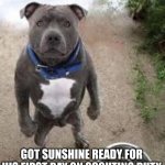 Hes ready guys!!. | GOT SUNSHINE READY FOR HIS FIRST DAY ON SCOUTING DUTY | image tagged in pitbull stare,funny,pitbull | made w/ Imgflip meme maker