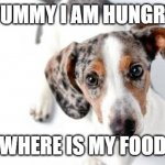 hungry dog | YUMMY I AM HUNGRY; WHERE IS MY FOOD | image tagged in dinner time | made w/ Imgflip meme maker