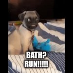 RUN!!!!! | BATH?
RUN!!!!! | image tagged in gifs,dog,dog1,dog2,bath | made w/ Imgflip video-to-gif maker