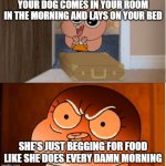 Every. Single. Day. | YOUR DOG COMES IN YOUR ROOM IN THE MORNING AND LAYS ON YOUR BED; SHE'S JUST BEGGING FOR FOOD LIKE SHE DOES EVERY DAMN MORNING | image tagged in gumball - anais false hope meme | made w/ Imgflip meme maker
