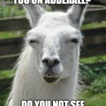 focusing on distractions | DUDE, ARE YOU ON ADDERALL? DO YOU NOT SEE THEN THE DISTRACTION? | image tagged in llama glare,distraction,squirrel | made w/ Imgflip meme maker