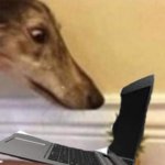 dog staring at computer template