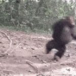 spinning monkey