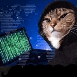 Cyber Hacker Cat