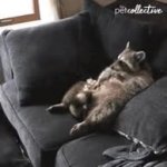 Eating raccoon GIF Template