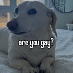 are you gay dog template