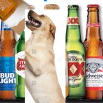 beer dog