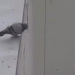 Jumping Pigeon GIF Template