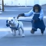 Dog walk GIF Template
