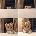 Cat With a Bear Hat meme