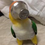 confused parrot