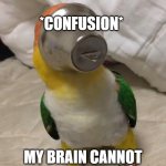 My brain cannot comprehend | *CONFUSION*; MY BRAIN CANNOT COMPREHEND. | image tagged in confused parrot | made w/ Imgflip meme maker