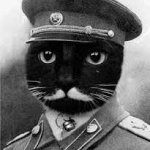 stalin cat