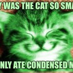 happy RayCat | WHY WAS THE CAT SO SMALL? IT ONLY ATE CONDENSED MILK | image tagged in happy raycat,memes,raycat | made w/ Imgflip meme maker