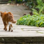 Cat walking away