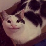 So cute belua | RULE 1 PET HIM | image tagged in beluga,cute cat,rules | made w/ Imgflip meme maker
