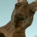 Kangaroo munching GIF Template