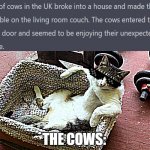 HOLYCOW!?! | THE COWS: | image tagged in cat just chillin,fun,news | made w/ Imgflip meme maker