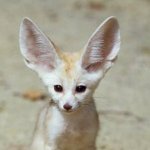 Fennec Fox