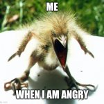 Angry bird | ME; WHEN I AM ANGRY | image tagged in angry bird | made w/ Imgflip meme maker