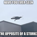 The opposite of a storm | HAVE YOU EVER SEEN; THE OPPOSITE OF A STORK? | image tagged in crow with coat hanger | made w/ Imgflip meme maker