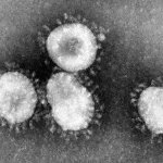 Corona Virus under Microscope