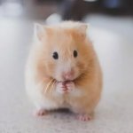 Hamster punch meme