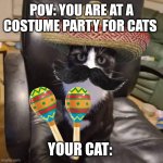 This costume is good for cats | POV: YOU ARE AT A COSTUME PARTY FOR CATS; YOUR CAT: | image tagged in mexico maxuel | made w/ Imgflip meme maker