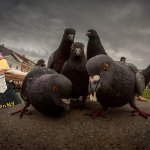 pigeons of new york