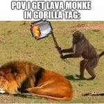 hmmm... monke | POV I GET LAVA MONKE 
IN GORILLA TAG: | image tagged in monkey lion,monke,gorilla tag,monkey | made w/ Imgflip meme maker