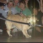 Dog With Sword