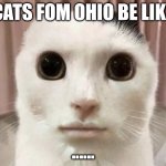 Cat from Ohio | CATS FOM OHIO BE LIKE; ...... | image tagged in cat from ohio | made w/ Imgflip meme maker