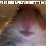 YEP | WHEN I WANT TO TAKE A PICTURE BUT IT'S ON SELFIE MODE | image tagged in facetime hamster | made w/ Imgflip meme maker