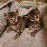 Twin kittens template