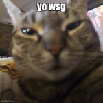 zooted cat | yo wsg | image tagged in zooted kitty | made w/ Imgflip meme maker