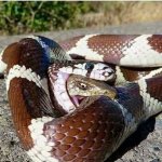 Snake eating lizard that bites snake