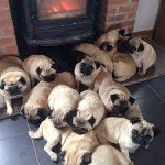 A Grumble of Pugs template